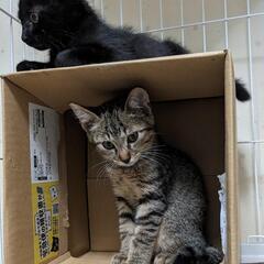♡イケメンコロコロキジ猫のおっとりな男の子2ヶ月半♡