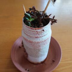 多肉植物、鉢白に茶色の花の画像