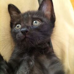生後2ヶ月前後の仔猫(男の子)ほぼ黒