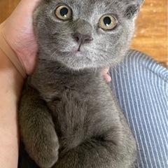 グレーの男の子