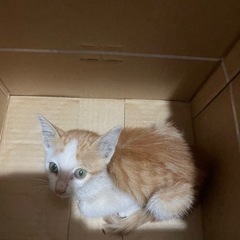 保護猫です