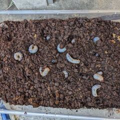 カブトムシの幼虫