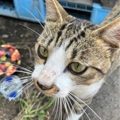【急募】去勢済みの♂のれむくん