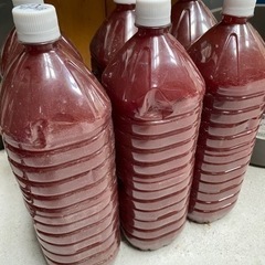 PSB 2L 濃厚 桜めだか 光合成細菌 嫌気性バクテリア 水質浄化  熱帯魚 水槽 アクアリウム メダカの画像