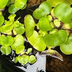 姫ホテイアオイ　1株の画像