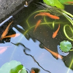 楊貴妃メダカ　紅帝　5匹の画像