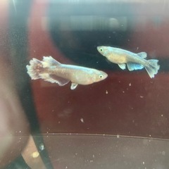 めだか飼育方法など質問雑談グループ - その他