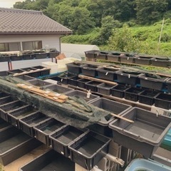 めだか飼育方法など質問雑談グループ
