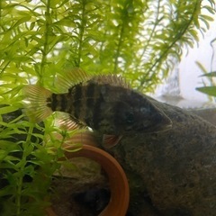 オヤニラミ　　