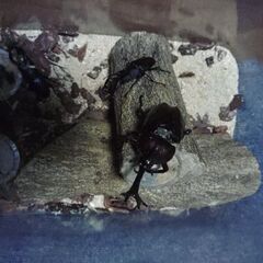 カブトムシ♂クワガタセット