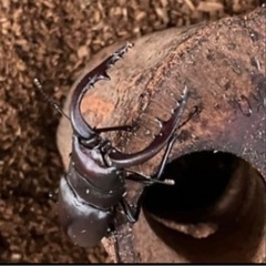 天然  ノコギリクワガタ カブトムシ 