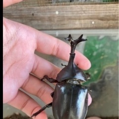 天然  ノコギリクワガタ カブトムシ の画像