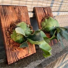 植物カベ掛けプレート板！ビカクシダなど╰(*´︶`*)╯♡ドリル...