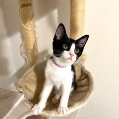 空猫✈️子猫シリーズ❣️エジプシャンマウMIX❣️小さな愛らしい...