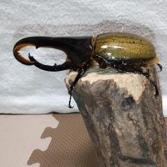 値下げしました！ヘラクレスオオカブト新成虫ペア(ヘラクレス=ヘラクレス) 大型個体産出にオススメ！
