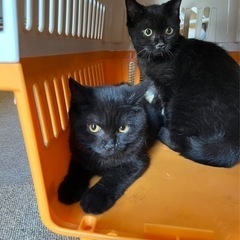 血統書付きの親から生まれた子猫2匹🧡