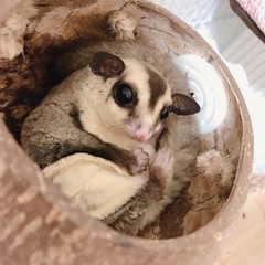 フクロモモンガの里親様募集