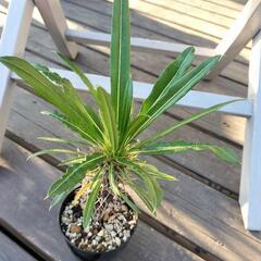 パキポディウム　ラメリー30cmの画像