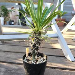 パキポディウム　ラメリー30cmの画像