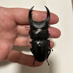 能勢SR オオクワガタ　♂80mm、♀51mm ♀50mmの画像