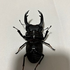 能勢SR オオクワガタ　♂80mm、♀51mm ♀50mmの画像