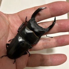能勢SR オオクワガタ　♂80mm、♀51mm ♀50mm