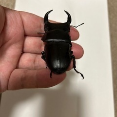 能勢SR オオクワガタ　♂80mm、♀51mm ♀50mmの画像