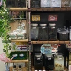 🐟.*｡ ﾟ【城めだか】本日のラインナップ🐟.*｡