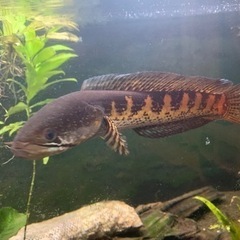 バイオレットスネークヘッド女の子♡の画像