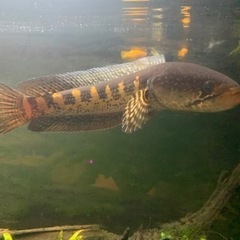 バイオレットスネークヘッド女の子♡の画像