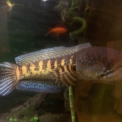 バイオレットスネークヘッド女の子♡の画像