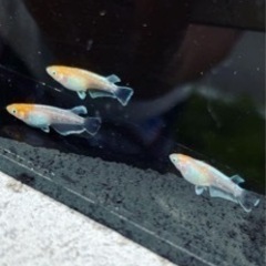 改良メダカの画像