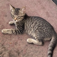 新しい家族募集します　キジトラ　メス　2匹
