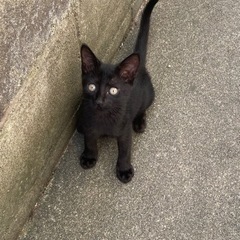 優しい飼い主さん募集しています　黒色　メス