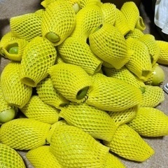 グリーンマンゴー 1kg 送料込みの画像