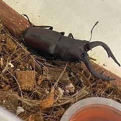 ノコギリクワガタ