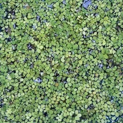 手渡し限定　オオサンショウモ　ひと掴み分　100円の画像