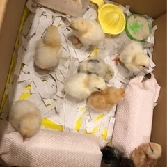 ひよこ9匹　性別不明 - 江東区