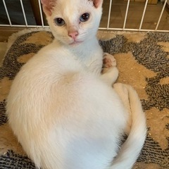 白猫ちゃん