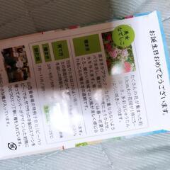 美女なでしこの種の画像