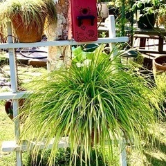 ハンドメイド　シジュウカラの小屋　ハリネズミ柄の画像