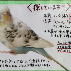 迷子のセキセイインコ