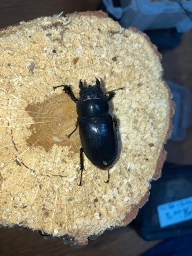 取引日限定)アマミミヤマ　奄美大島名瀬市産　CBf2 成虫即ブリ可　1♂2♀(A'、B品)