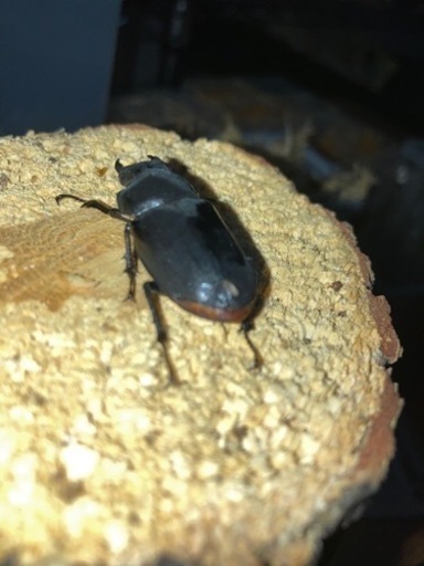 取引日限定)アマミミヤマ　奄美大島名瀬市産　CBf2 成虫即ブリ可　1♂2♀(A'、B品)
