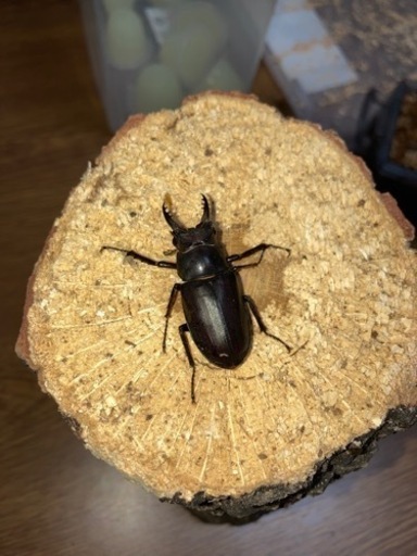 取引日限定)アマミミヤマ　奄美大島名瀬市産　CBf2 成虫即ブリ可　1♂2♀(A'、B品)