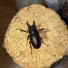 取引日限定)アマミミヤマ　奄美大島名瀬市産　CBf2 成虫即ブリ可　1♂2♀(A'、B品) 取引日限定)アマミミヤマ 奄美大島名瀬市産 CBf2 成虫即ブリ可 1♂