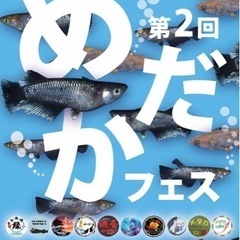 めだか　めだかフェス　めだかイベント　メダカ販売　マルシェ　