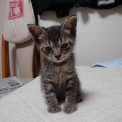 甘々デレデレなキジトラの仔猫ちゃん　里親募集