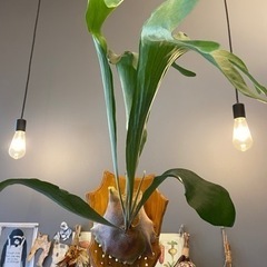 ビカクシダ　ネザーランド　板付