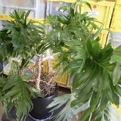 JM17467)★大幅お値下げ★ヒトデカズラ 観葉植物 高さ：約...